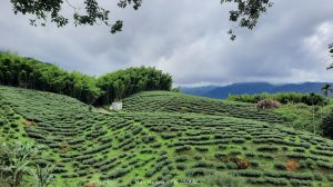 《南投》竹林茶園｜鳳凰谷步道環鳳凰山寺O繞