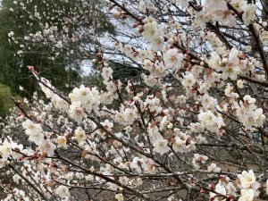 20250118高雄浦來溪頭社山-南美瓏山-美瓏山