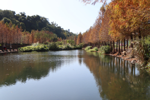 2025-01-16月眉休閒農業區漫遊─觀音寺站→月眉人工溼地→中庄吊橋→中庄調整池→山豬湖生態園區→李騰芳古宅→觀音寺站