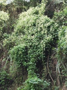 龍過脈小花蘉澤蘭