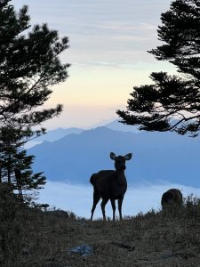 20230402 奇萊東稜四天   一生一次都嫌多之百岳最硬斗路線  山生難忘系列(三)