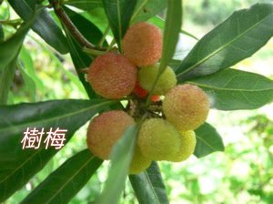 銀河路-楣子寮溪-肆方巖-四面頭山-十六分山-三玄宮山-鵝角格山-樟湖步道