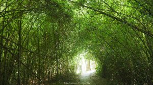 《台中》貓仔龍貓｜后里鳳凰山觀音山登山步道O繞