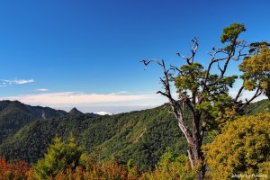 【台中和平】大雪山國家森林遊樂區秋日遊蹤---小神木步道、大雪山遊客中心、園區地圖簡介