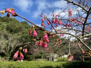 【賞花】北投湖山社區櫻花接力賽開始!連假跟著櫻花尋訪聚落