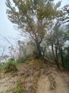 太平山 山毛櫸步道 霧氣金黃高氧量