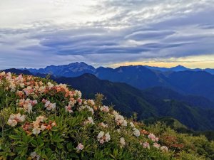 百岳大雪山玉山杜鵑盛開-雪山西稜逆行-2019/6/9