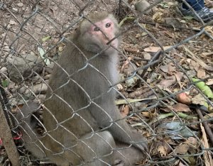 【新聞】巡護發現盜獵陷阱 南投林區管理處森林護管員成功救出臺灣獼猴