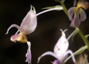 【植物】發現繽紛與隕落–台灣原生蘭