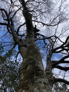 內鳥嘴山山毛櫸群