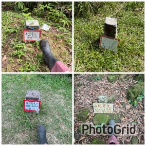 20250518 玉桂嶺山 》司公髻尾山 》九芎坑山》 豬厝步道口  （ 大坪產道）