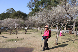 2025-01-21 角板山賞梅─角板山公園站→戰備隧道→角板山行館→角板山公園→新溪口吊橋(未竟)