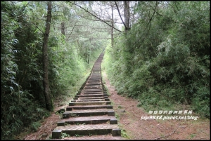 南投。塔塔加遊客中心餐飲部。夫妻樹。塔塔加步道