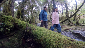 翠峰湖環山步道｜沒看過的苔原～超美的啊！