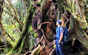【中級山】魔幻森林塔曼山