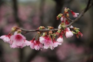 【花季倒數】認識台灣原生種櫻花