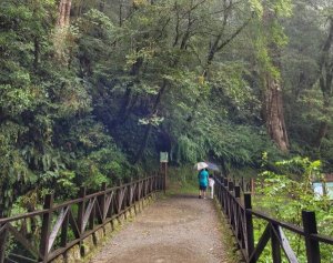 【新聞】轉型國家森林遊樂區 拉拉山巨木區12月份開園資訊