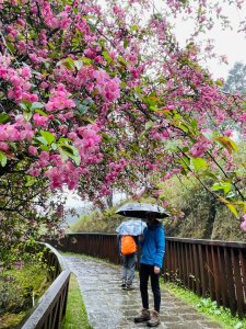 1150404-5水山巨木步道。二萬坪樹抱石