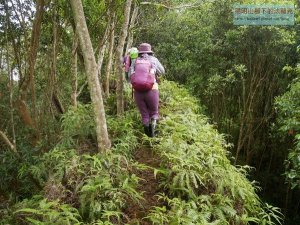 【苗栗】金童玉女縱走(法雲寺-金童山-汶水山-玉女山)