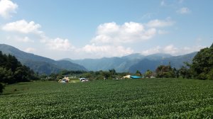 【山系野遊】嘉義阿里山福山步道