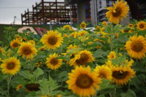 2026-04-18 新北大都會公園賞花海