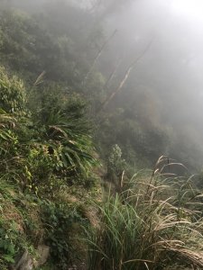 雪見大板根森林