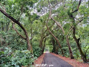 【彰化二水】綠樹成蔭。 松柏坑廟前登山步道