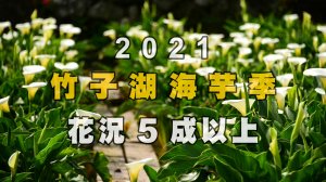 【2021竹子湖海芋季 | 陽明山海芋花況5成以上滿開】