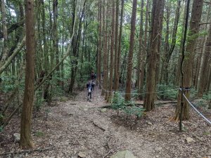 谷關七雄(三)：屋我尾山（大雪山林道31.3K來回）