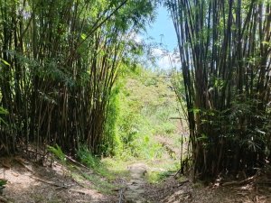 雙溪區雙澳崙+土地公嶺保甲路+青雲古道+遠景古道O型