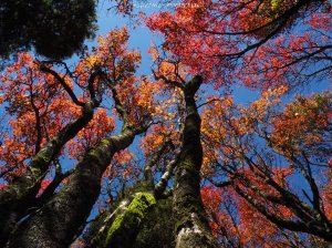 《台中》賞楓盛會｜鳶嘴稍來步道