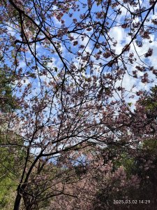 內湖碧山巖 櫻花隧道