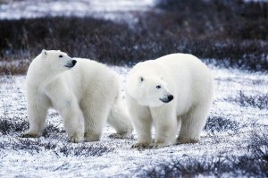 【新聞】暖化海冰融北極熊大舉入侵 俄新地島進入緊急狀態
