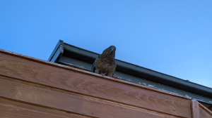 我們在紐西蘭有 KEA 飛行的步道 Great Walk - Kepler Track