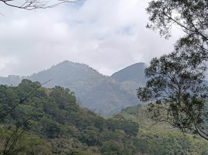 我們去找藍狐狸吧！屏東南湖呂山 ，順登南湖呂山西峰、坪埔厝山與草山