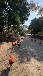 尋仙、鑽洞、啖肥雞