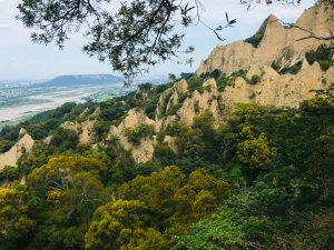 1090611火炎山相思樹花大開