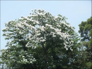 【桃園】石崎步道花落紛飛