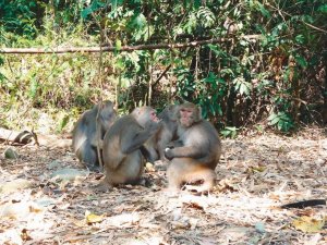 【新聞】陽明山國家公園管理處再次呼籲禁止餵食臺灣獼猴，違者嚴格取締