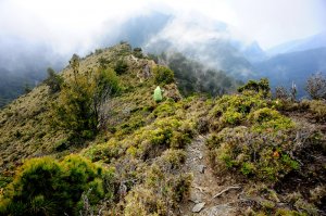 【花蓮】連理山