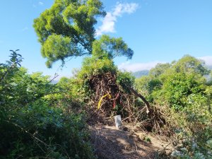 [高雄旗山][六]下中寮山、竹寮巷山西南峰、埔姜林、龍文山