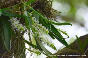 2025 D1212 蘭嶼紅頭蘭  (管唇蘭)