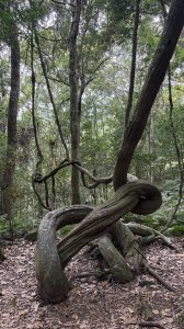 森林的纏繞藝術