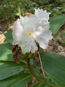 20250929台南草坪埔山-牛息山-竹腳湖山西北峰