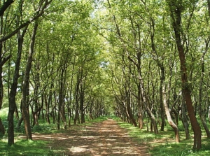 【苗栗】頭份後花園步道