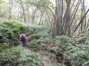 【新北市】姜草(泰)越嶺古道