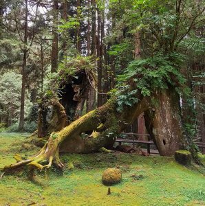 [山系野遊]阿里山森林步道嬉遊