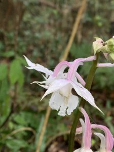 20250127屏東坪埔厝山-草山-南湖呂山西峰-南湖呂山