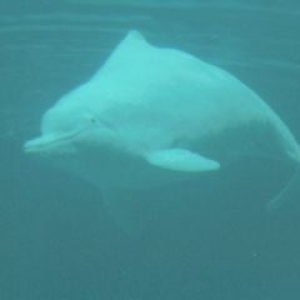 【保育】白海豚練習曲 