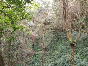 【雲林古坑】舒適宜人。 石壁山連走好望角嘉南雲峰